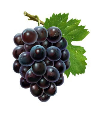 Üzüm ve su damla, illüstrasyon, dijital resim