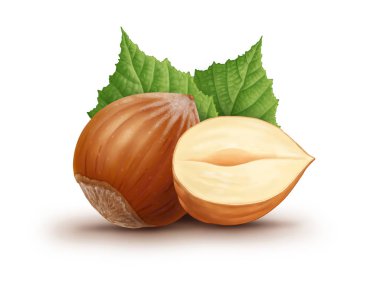 Fındık ve yaprakları illüstrasyon, dijital boyama