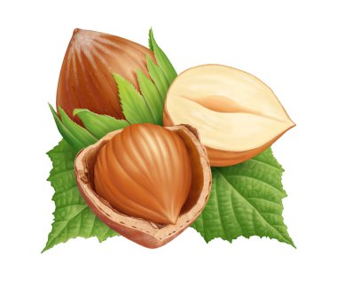 Fındık ve yaprakları illüstrasyon, dijital boyama