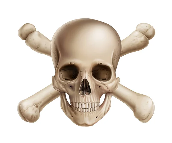 人間の頭蓋骨のイラスト デジタル絵画 — ストック写真