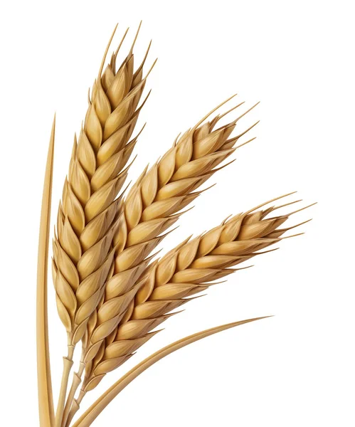 Yellow Wheat Head Illustration Digital Painting — Stock Photo, Image