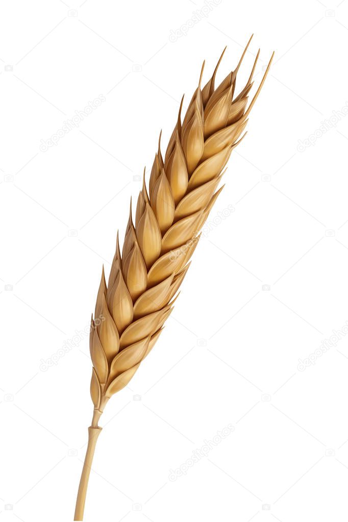 Yellow wheat head illustration, digital painting