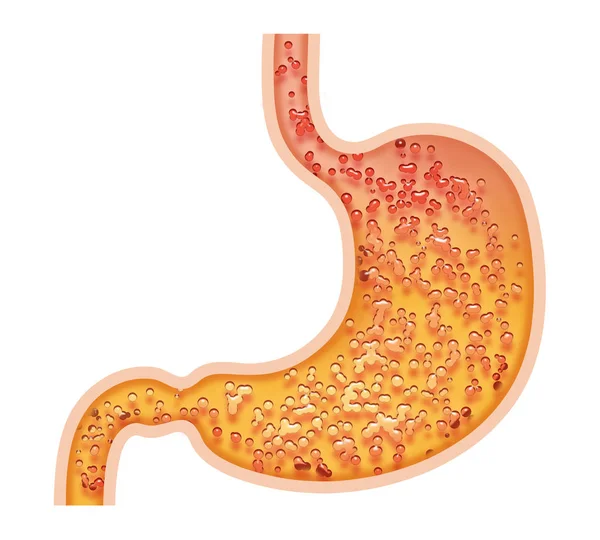 Żołądek Izolowany Białym Tle — Zdjęcie stockowe