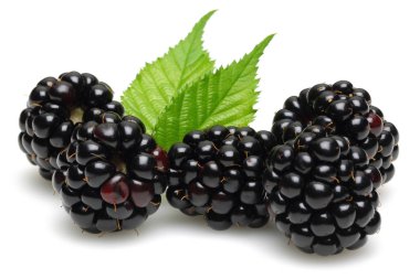 Beyaz arka plan üzerinde izole yaprakları ile böğürtlen. Makro, stüdyo vurdu