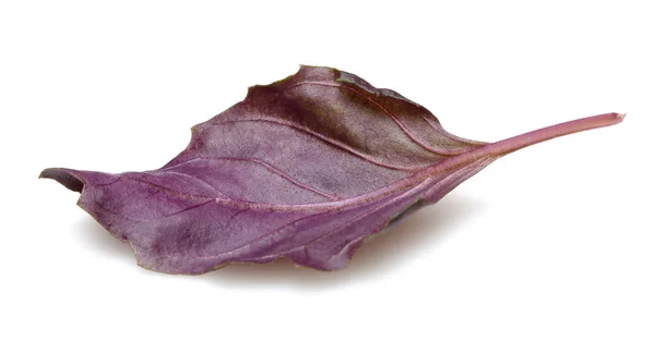 Purple Basil List Izolovaných Bílém Pozadí — Stock fotografie