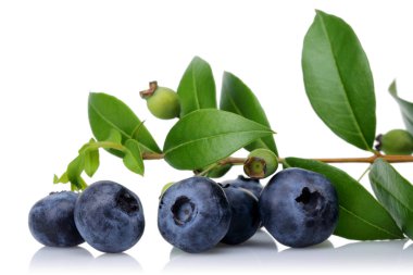 Fresh blueberries with leaves isolated on white background. Macro, studio shot clipart
