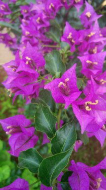 Bahar sezonunda bahçede Begonvil çiçek. Çekim, makro tam kare
