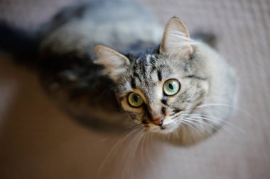 Meraklı bir yüzle ararken sevimli siyah ve gri kedi