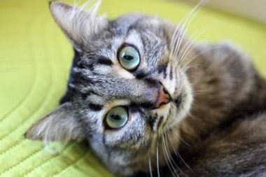 Yeşil yaprak ile yatakta yatarken şirin siyah ve gri kedi