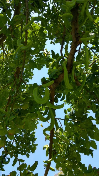 Yeşil Keçiboynuzu Bakla Ağaç Üzerinde Çekim Makro Tam Kare — Stok fotoğraf