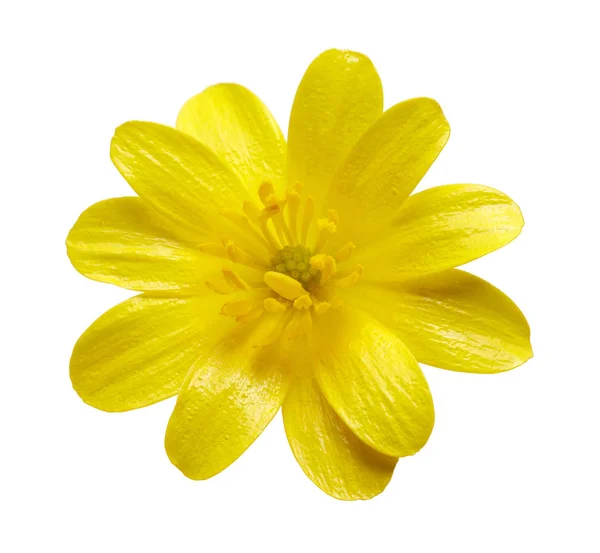 Closeup Ενός Λουλουδιού Κίτρινο Μικρότερο Φικαρία Που Απομονώνονται Λευκό Φόντο — Φωτογραφία Αρχείου