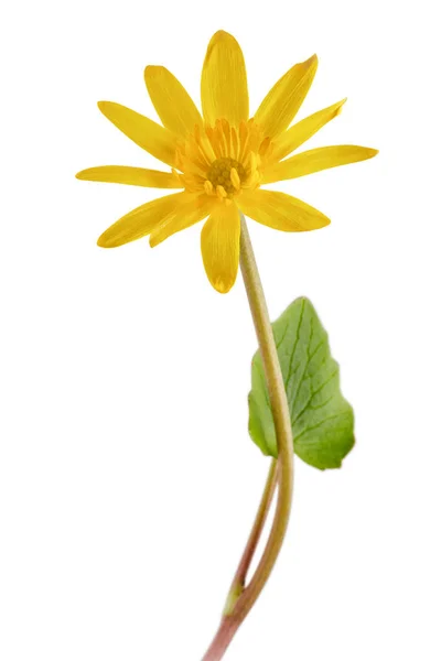 Jaune Petite Fleur Célandine Une Feuille Isolée Sur Fond Blanc — Photo