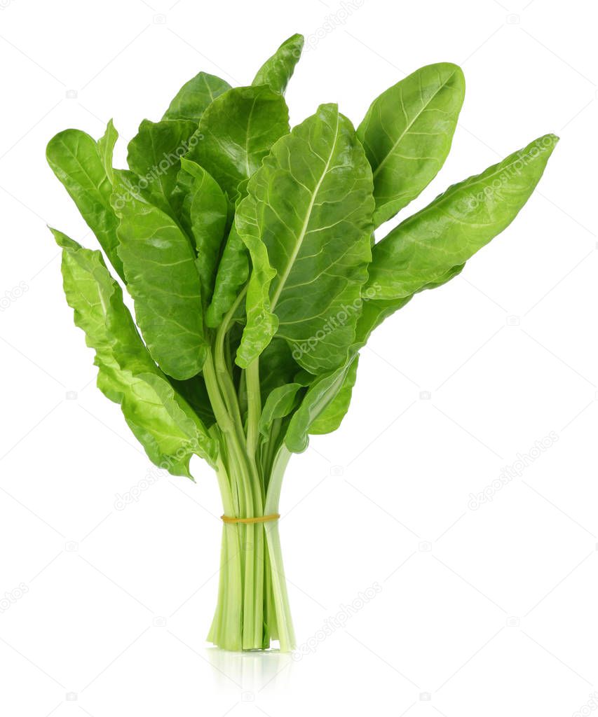 A bunch of fresh chard leaves isolated on white background. Macro, studio shot