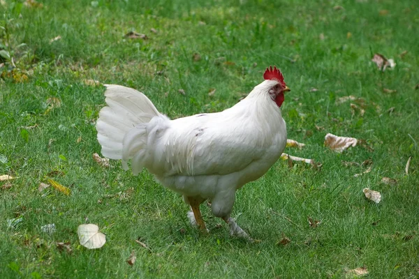 Kurczaka Zakresie Biały Trawie — Zdjęcie stockowe