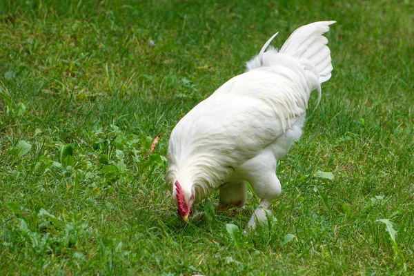 White Chicken Looking Forage Green Grass — Stock Photo, Image