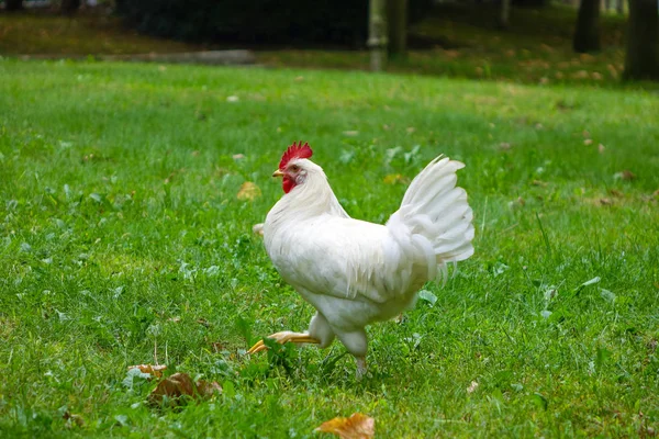 Free Range White Chicken Walking Grass — Stock Photo, Image