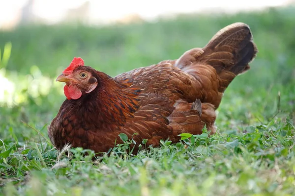 Czerwone Kurczaka Leżącego Zielonej Trawie — Zdjęcie stockowe