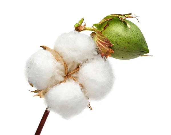 Cotton Plant Green Cotton Boll Isolated White Background Stock