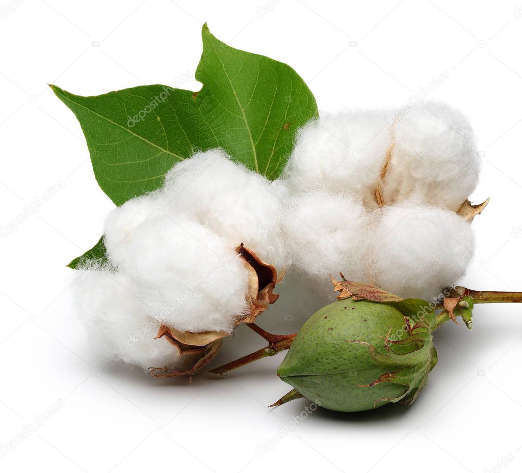 Cotton with leaves isolated on white background