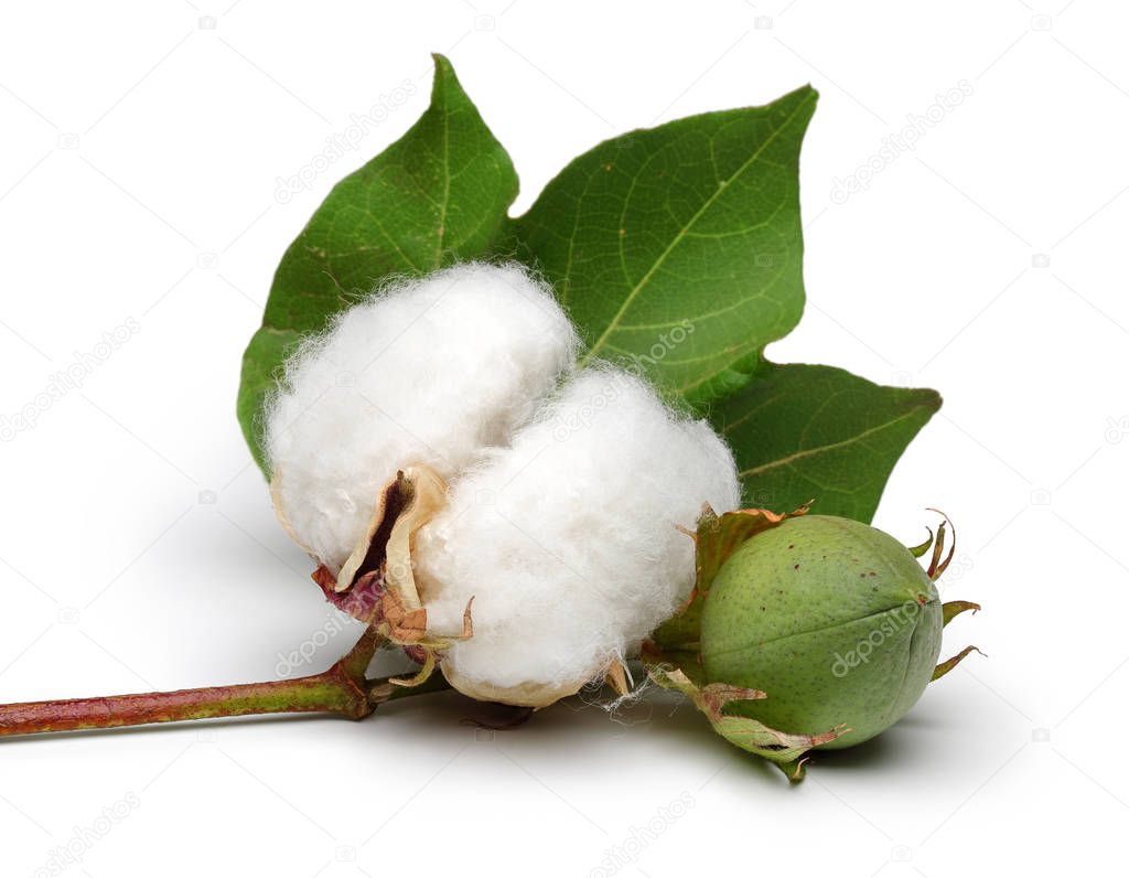 Cotton with leaves isolated on white background
