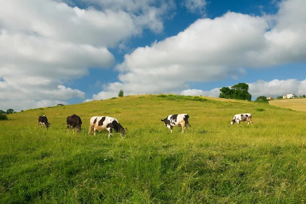 Cows grazing on pasture and cloudy sky