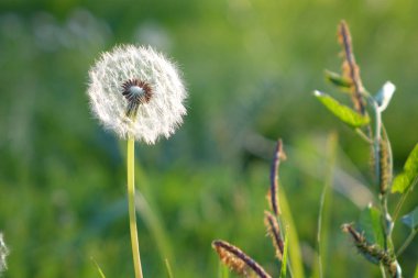 Karahindiba yeşil arka planda, yatay tam kare