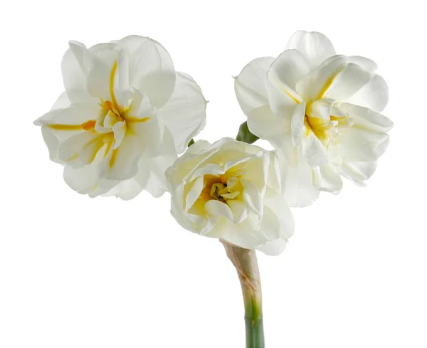 Λευκό Daffodil Που Απομονώνονται Λευκό Φόντο — Φωτογραφία Αρχείου