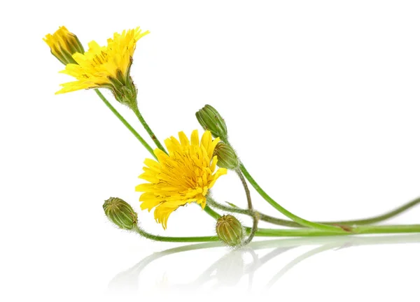 Fleurs Pissenlit Isolées Sur Fond Blanc — Photo