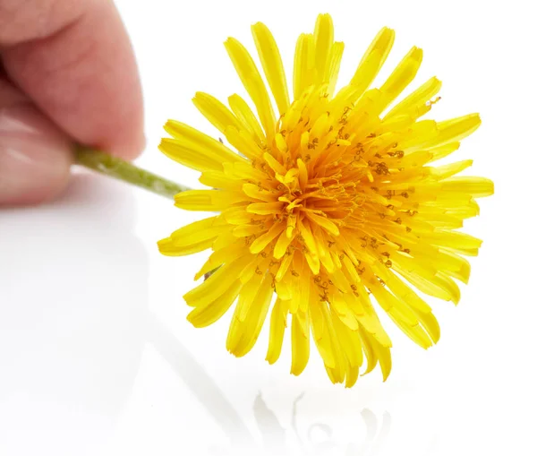 Fleur Pissenlit Isolée Sur Fond Blanc — Photo