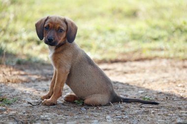 Toprak üzerinde yatay tam kare oturan köpek yavrusu