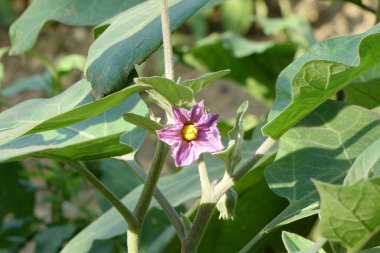 Patlıcan çiçek Bahçe, tam çerçeve içinde