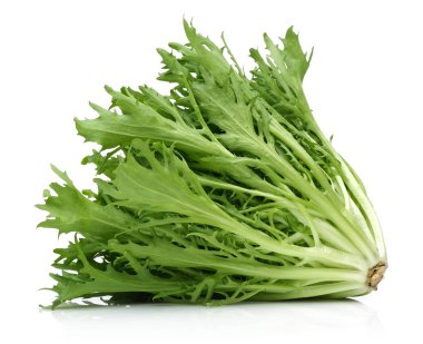 Hindiba hindiba beyaz arka plan üzerinde izole