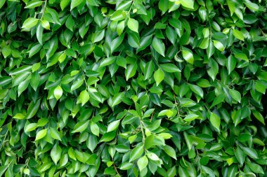 Yeşil arka plan ağaç yaprakları, tam kare