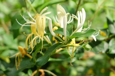 Sarı bir çiçek açan dalları beyaz Hanımeli, tam kare