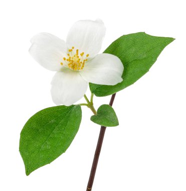 Beyaz arka plan üzerinde izole yeşil yaprakları ile beyaz yasemin çiçekleri