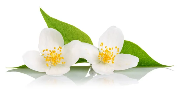 Witte Jasmijn Bloemen Met Groene Bladeren Geïsoleerd Witte Achtergrond — Stockfoto