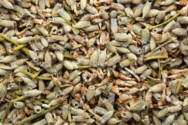 매크로 말린된 라벤더 씨앗의 — 스톡 사진