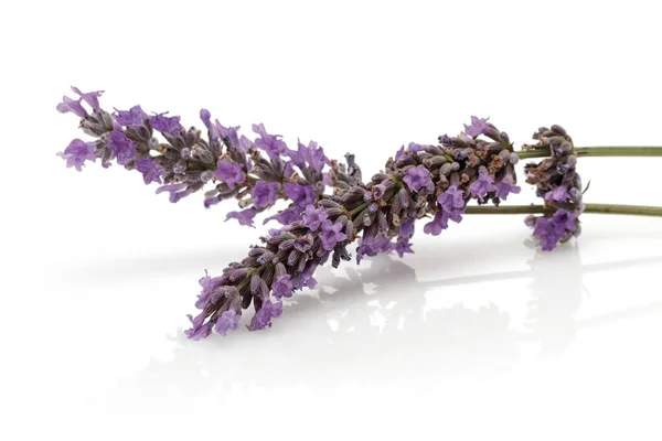 Lavanda Fresca Isolada Sobre Fundo Branco — Fotografia de Stock