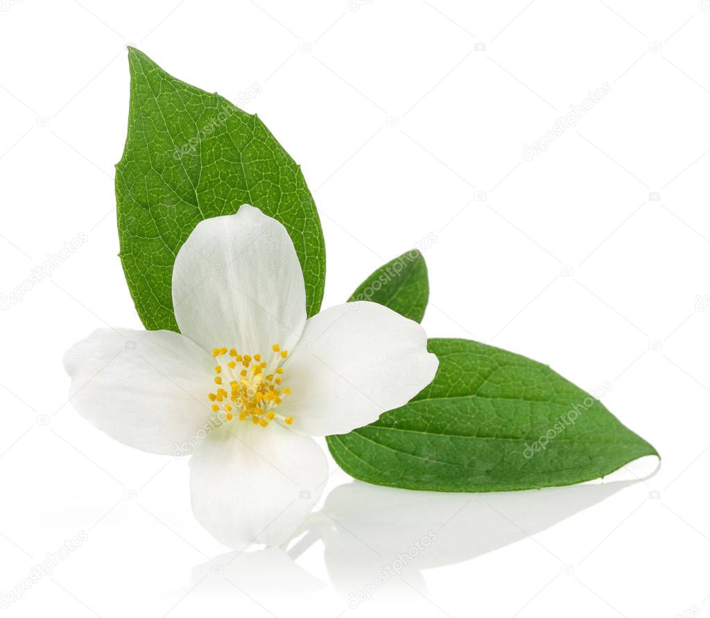 White jasmine flowers with green leaves isolated on white background