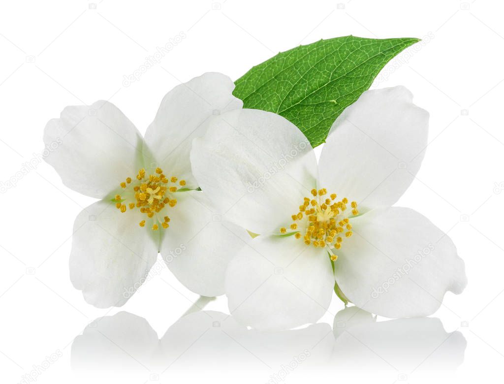 White jasmine flowers with green leaves isolated on white background