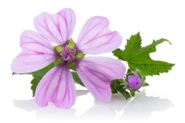 Ebegümeci bitki çiçek ve beyaz arka plan üzerinde izole yaprakları ile