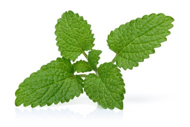 Melissa, melisa beyaz arka plan üzerinde izole