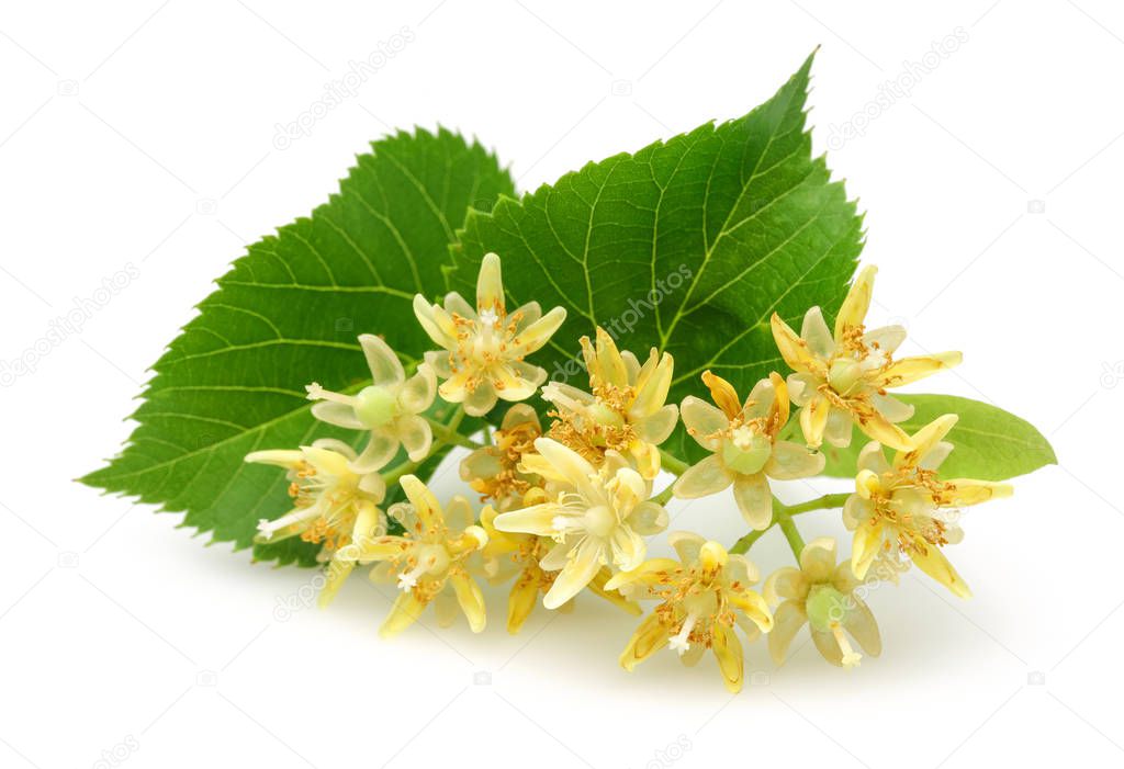 Fresh linden flowers and leaves isolated on white background