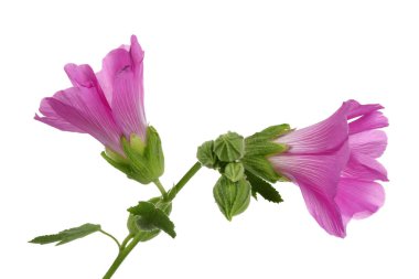 Alcea rosea, pembe Gül Fatma, beyaz arka plan üzerinde izole