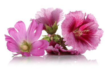 Alcea rosea, pembe Gül Fatma, beyaz arka plan üzerinde izole