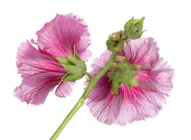 Alcea rosea, pembe Gül Fatma, beyaz arka plan üzerinde izole