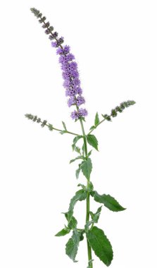 Taze Nane çiçeklerbeyaz arka plan izole