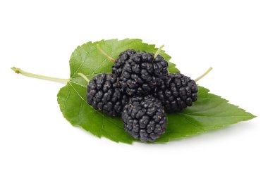 Taze siyah dut ve yaprak beyaz arka plan izole