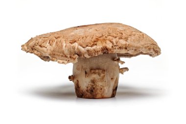 Tüm mantar beyaz arkaplanda izole