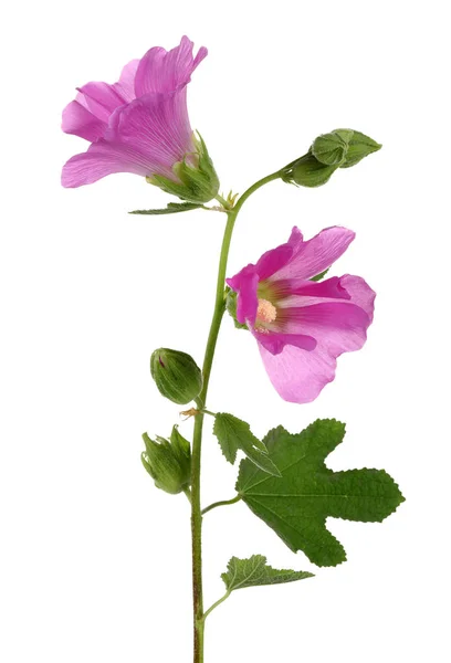 Alcea Rosea Hollyhock Rosa Aislado Sobre Fondo Blanco —  Fotos de Stock